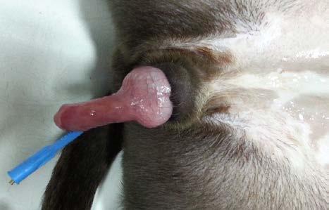 Fig. 4: A10-month old female pseudohermaphrodite Pit Bull dog demonstrating a large clitoris with bilateral swelling