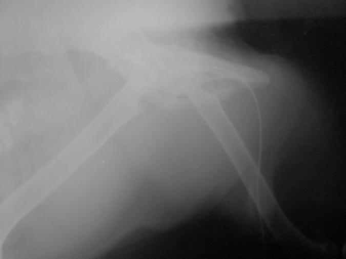 5: Lateral radiograph of a 3-year old female pseudohermaphrodite Pit Bull dog demonstrating the os-clitoridis at the