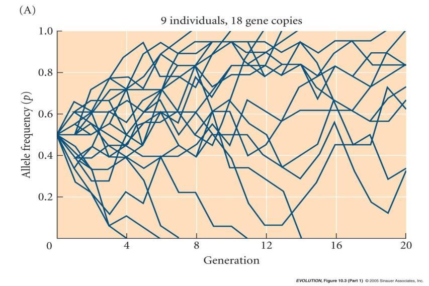 6. Evolution by genetic drift proceeds faster in small than in large populations.