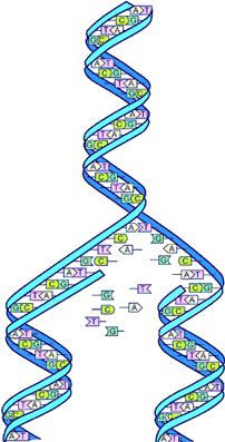 DNA Limits Cell Size The bigger the cell, the more proteins the cell needs, the more necessary. Some larger cells have more than one.
