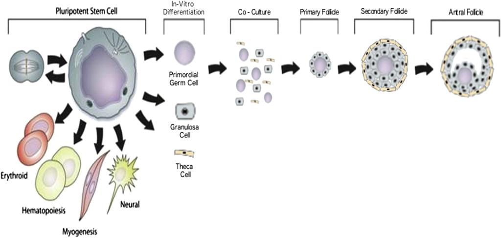 Figure 2 Back to the Future: Making New eggs from Stem Cells Diagram depicting in vitro oogenesis, whereby patient-specific pluripotent stem cells could be differentiated into PGCs and cocultured