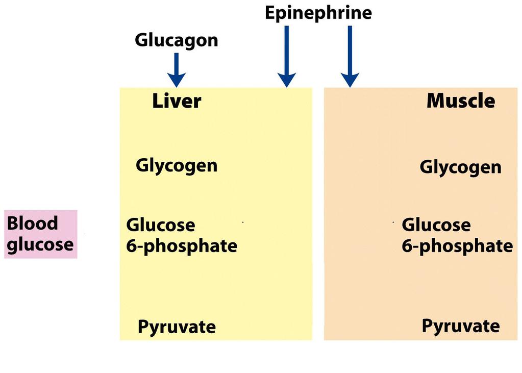 3) The following picture represents the regulation of glycogen phosphorylase in the liver.