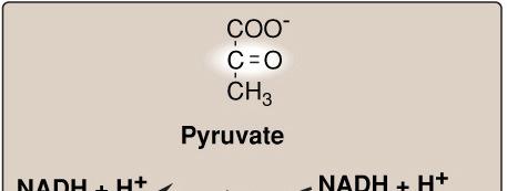Anaerobic Respiration In Animals Pyruvate is