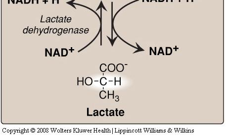 by lactase dehydrogenase This occurs in the red