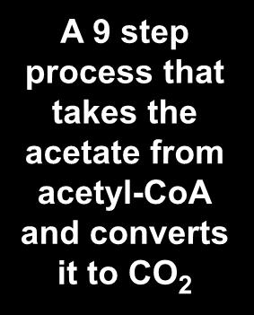 acetyl CoA The Citric Acid Cycle citrate oxaloacetate malate fumarate succinate succincyl CoA