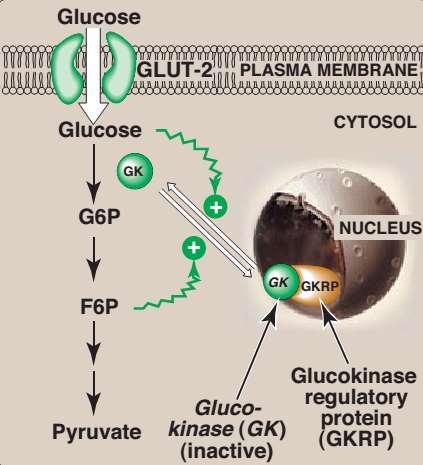 Regulation of glucokinase