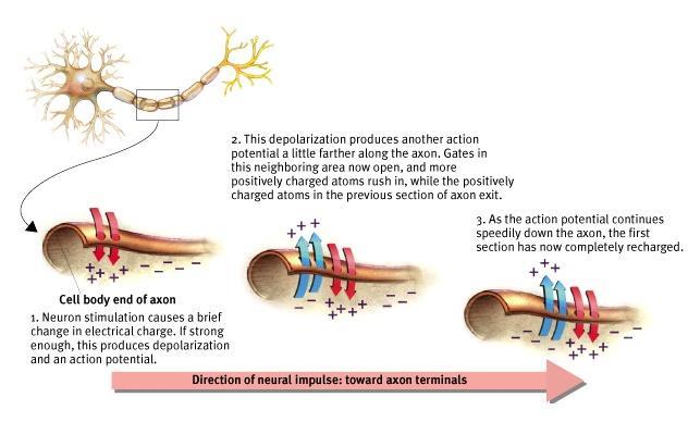 Action Potential a neural impulse; a brief electrical charge that travels down an axon. It is like a battery.