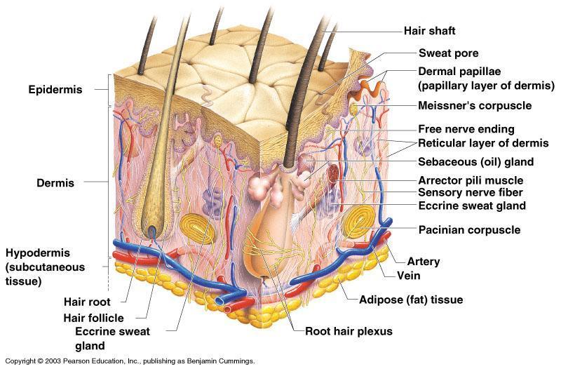 Skin Structure Figure 4.