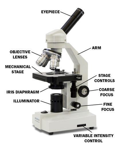 Reminders of How to Use a Microscope Clean up: put the specimen slide back in the container move the stage all the way down turn the