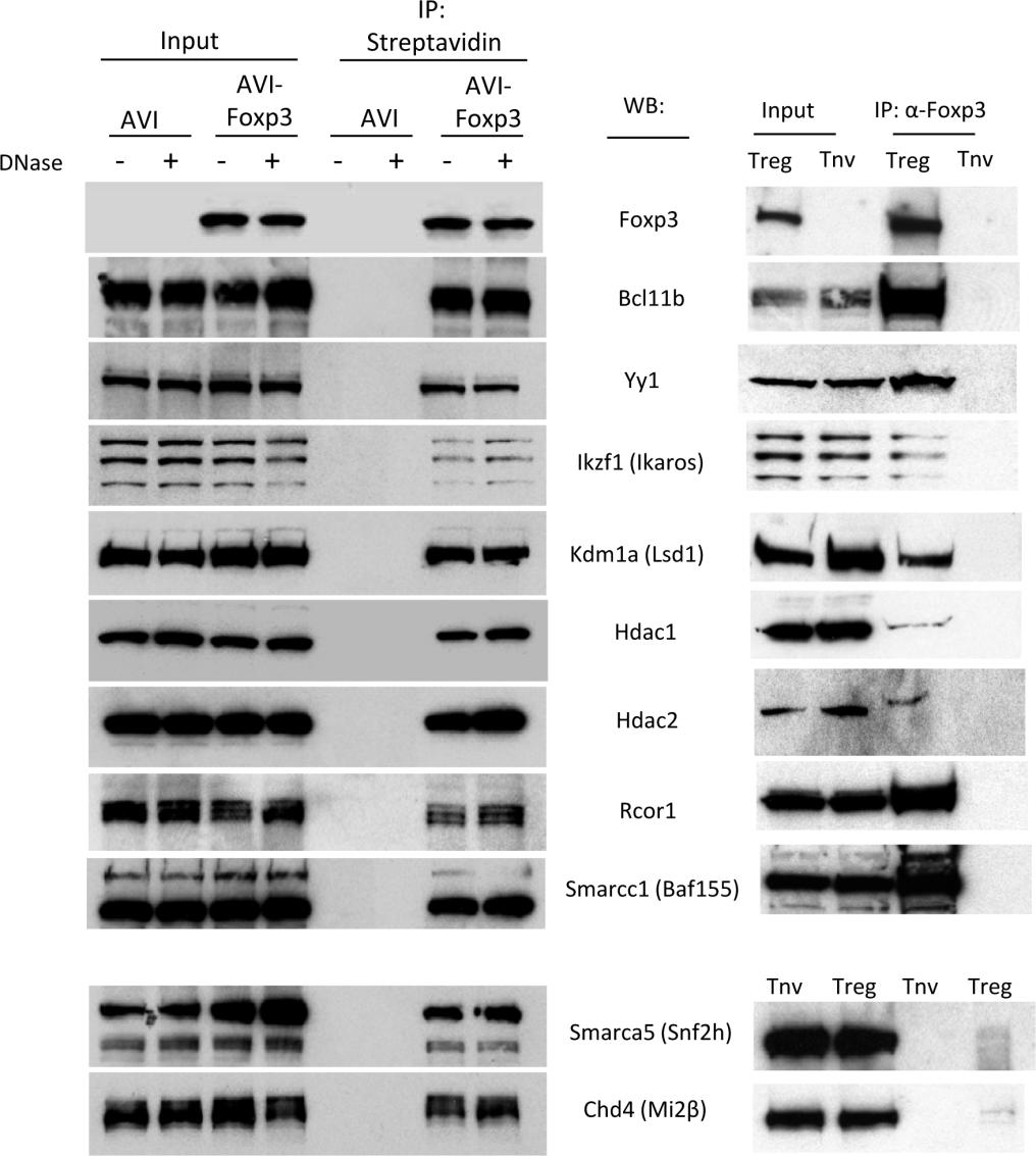Supplementary Fig.2 Co-immunoprecipitation and western blot analysis of Foxp3 association with transcriptional-related nuclear factors identified by mass spectrometry.