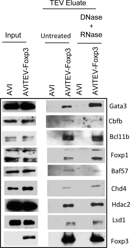 Supplementary Fig.3 Foxp3 complexes with its transcription-related partners are independent of DNA and RNA.