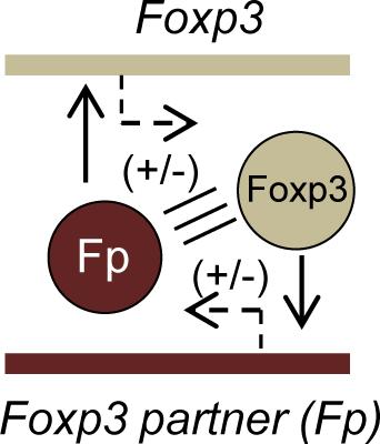 Supplementary Fig.5 A schematic depiction of regulatory relationships between Foxp3 and its partners.