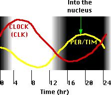The Circadian Clock in Drosophila The Mechanism The time required for the different effects results in the levels of PER/TIM and CLOCK oscillating in opposite phases with a circadian (~24 hr) rhythm.