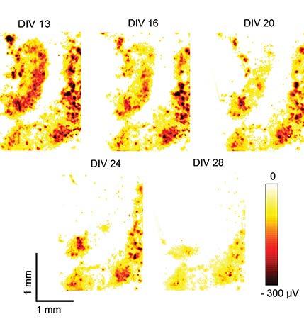 Spontaneous activity of a hippocampal slice recorded with an HD-MEA during several weeks The largest negative spike amplitudes produced by spontaneous activity are displayed