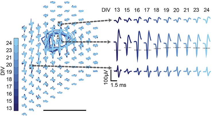 indicate early DIVs, lighter colours indicate later DIVs Neuron activity patterns changed