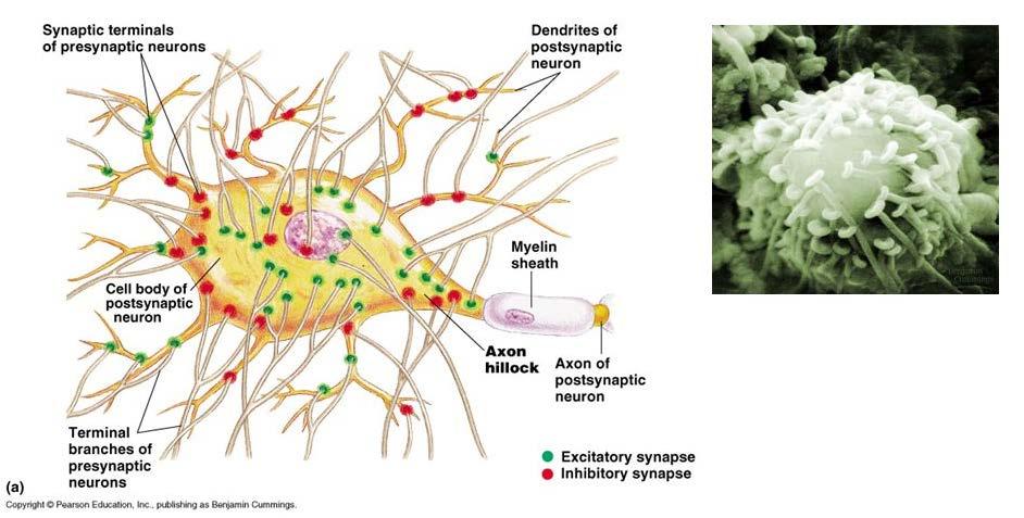 Synaptic integration How multiple synaptic inputs integrate and interact within the postsynaptic cell? Usually neurons receive not just one input; typically up to thousands of inputs!