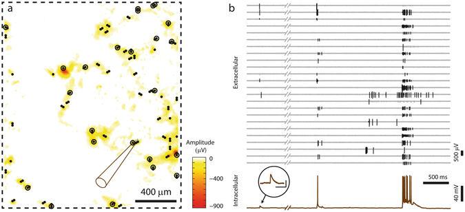 Experiment 3: Simultaneous recording of network activity and intracellular activity Burst spike PSP Amplitude map of the entire array Correlations between the intracellular