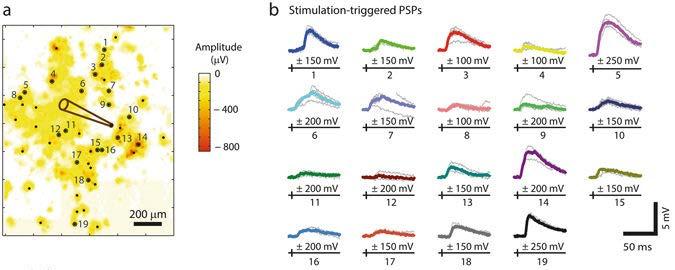 Experiment 6: Stimulation-triggered PSPs from multiple presynaptic inputs A neuron was patched Response from patched postneuron Voltage stimulation were applied at ±100 mv, ±150 mv, ±200 mv, and ±250