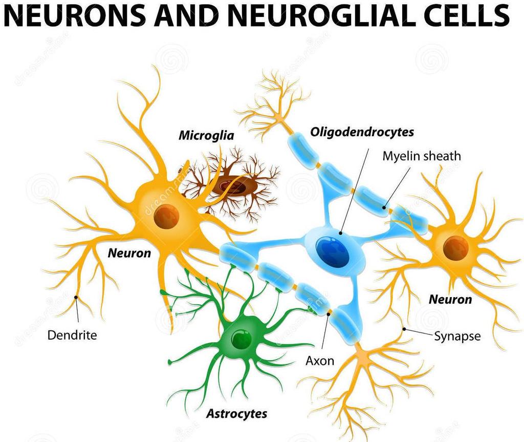 GLIAL CELLS Direct neuron growth Keep chemical