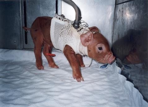Neonatal pigs Gastric tube for 24 h Formula (240 ml kg -1 BW d -1 ) Methods