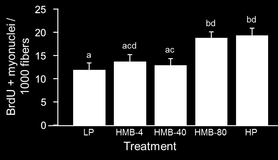 HMB Supplementation Stimulates Satellite Cell