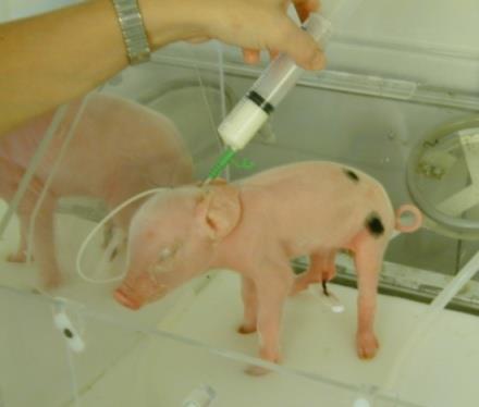 Neonatal Piglet Model To identify new strategies to optimize the nutritional management and improve the growth of low birth weight infants Ethical considerations