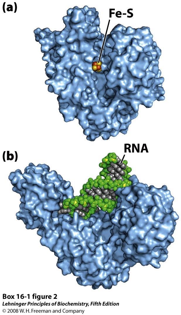 Aconitase binding iron/rna To become an iron response regulator,