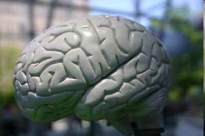 Your Plastic Brain Today's revolutionary advances in neuroscience will rival