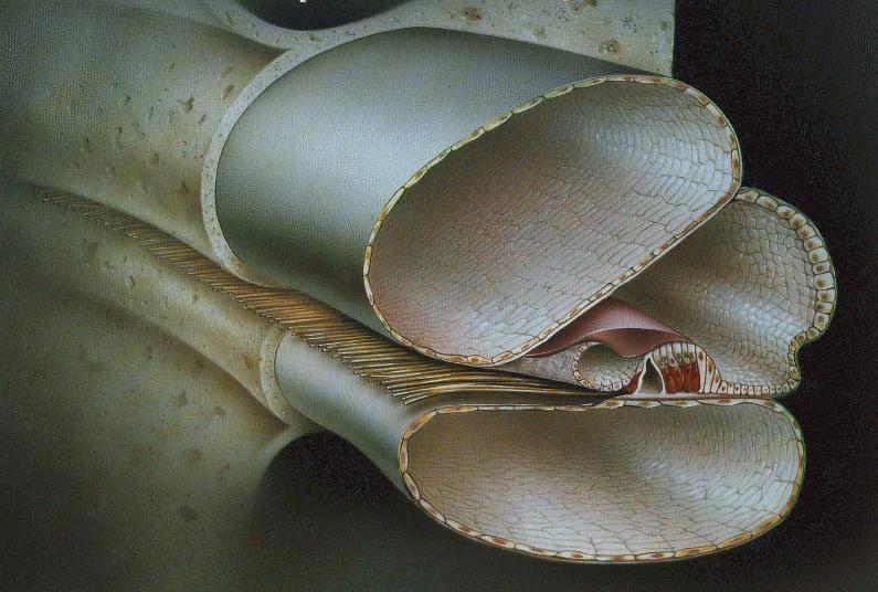 Cross section of Cochlea Organ of Corti http://www.youtube.com/watch?