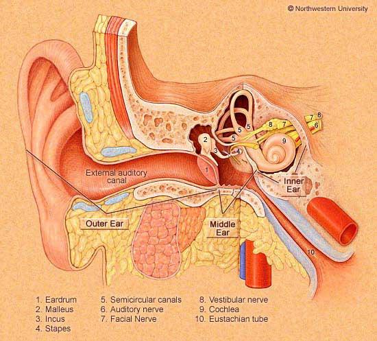 lead to hearing abnormal sounds (tinnitus)) Georg von Bekesy 1961 Nobel Prize