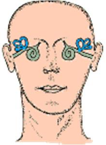 Vestibular System Senses movement/position of head