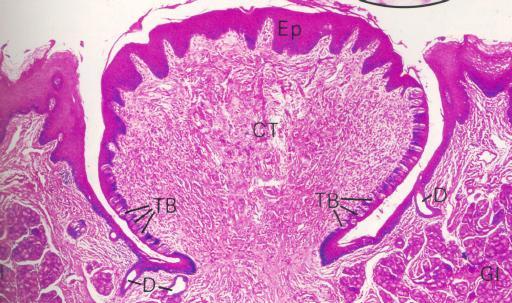 Taste Bud Many receptors in a bud Specialized skin cells