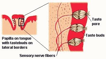 membranes and release transmitter like neurons Receptors