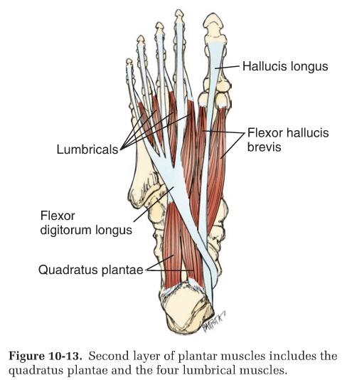 plantae, ab digit mini, long plantar ligament heel spurs Level I 6.