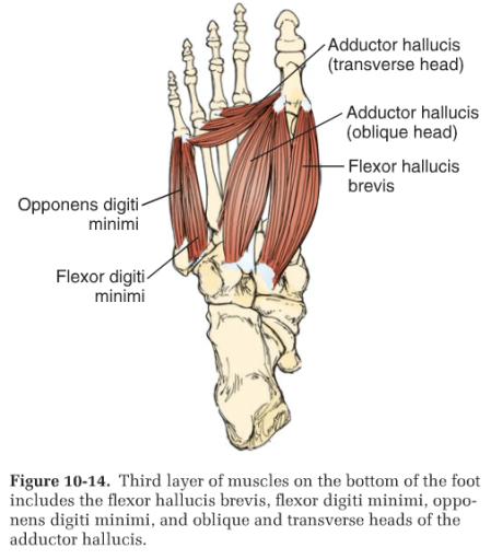 A-P, and M-L planes of flexor digit and hal long tendons and lumbricals on medial side of flex.