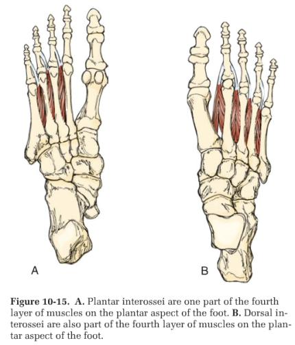 table facing cauda, pts foot on your thigh (Figure 10-66) 1)