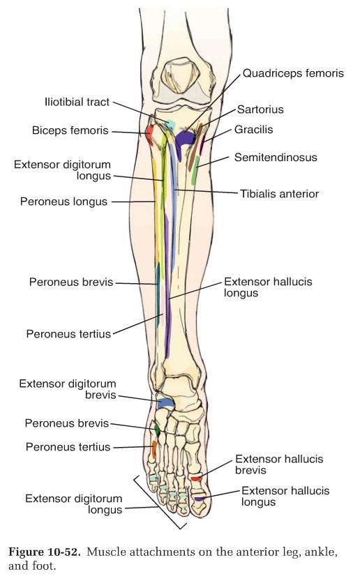- lateral condyle of tibia and ant. medial fibular iii. Ext. hall. long. - deep to tib. ant and ext. digit.long. and inferior iv. Peroneus longus & brevis - lateral fibula v. Comm.