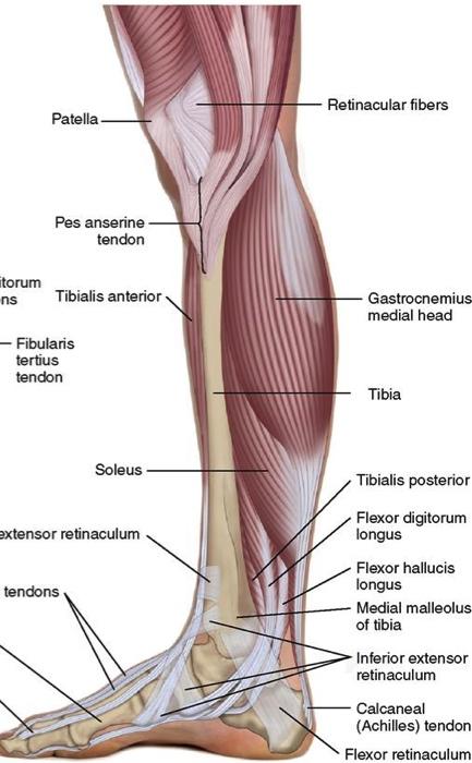 c. STM 2 nd series, Release of the muscles and fascia of the