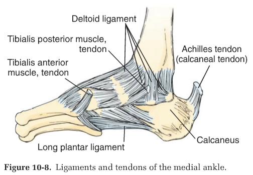 ligaments of the ankle, pp. 497-498 i.