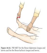 (Review) MET #4 and #5, for flexor digitorum longus and