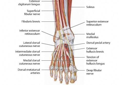 ankle and deep peroneal and posterior tibial nerves, pp.