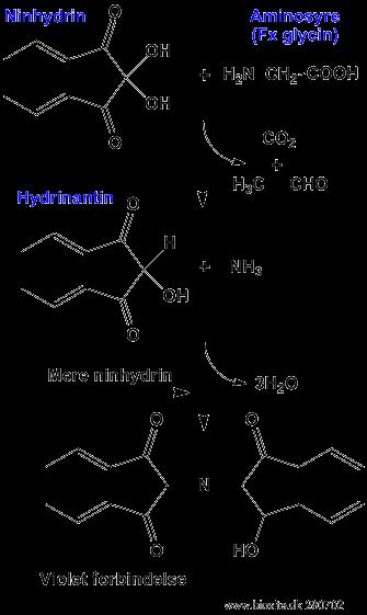Amino acid Ninhydrin reacts with all amino acids except proline and hydorxyproline at ph 3-4 to give a