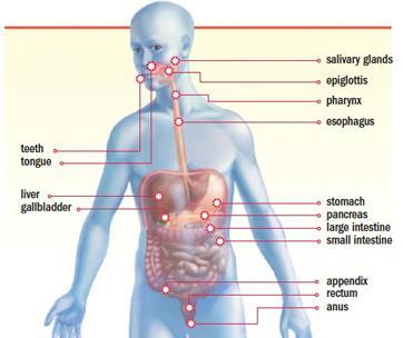 How Digestion Works Salivary glands produce saliva, which contains an enzyme that begins to break down the