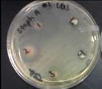 extracts Staphylococcus aureus Available