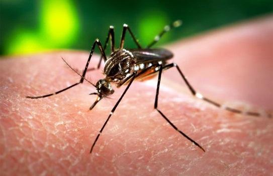 Aedes Zika Virus Information Sheet Town of Wolfeboro New Hampshire Health Notice Wolfeboro Public Health Officer Information Sheet Zika Virus The Zika Virus is a mosquito borne illness spread by the
