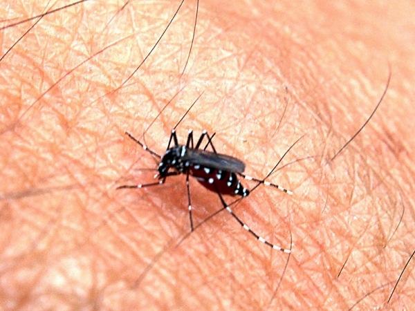 The Aedes Mosquito is also is capable of carrying the Yellow Fever and Dengue Fever viruses.