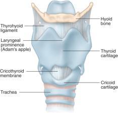 (cont d) Thyroid cartilage forms a V shape anteriorly. Cricoid cartilage forms the lowest portion of the larynx.