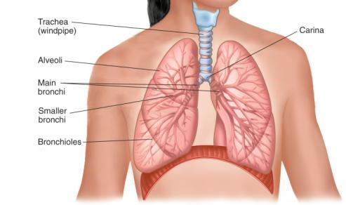 Includes: Trachea Bronchi Lungs Anatomy of the Lower Airway (2 of 6) Anatomy of the Lower Airway (3 of 6) Trachea Conduit for air