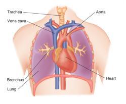 Anatomy of the Lower Airway (4 of 6) Trachea (cont d) Bronchioles are made of smooth muscle and dilate and constrict as oxygen passes through them. Smaller bronchioles connect to alveoli.