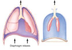 Ventilation (2 of 7) Ventilation (3 of 7) Inhalation (cont d) Lungs require the movement of the chest and supporting structures to expand.